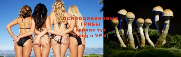 стафф Новозыбков